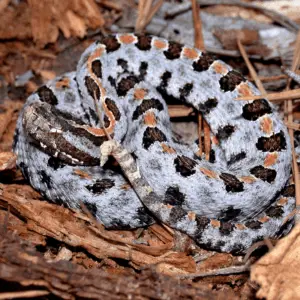 Sistrurus miliaris pygmy rattlesnake profile and overview (2)