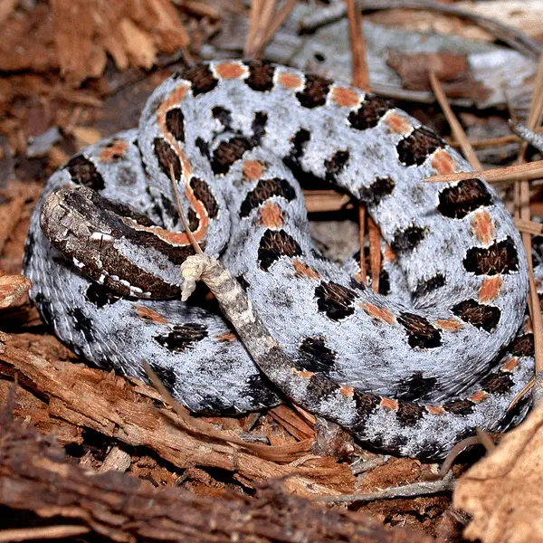 Sistrurus Miliarius – Pygmy Rattlesnake