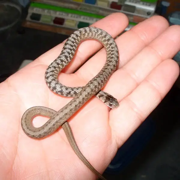 Storeria Dekayi - Brown Snake De Kay's Snake North America description and overview