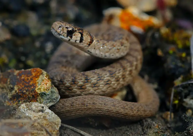 small brown snake with white stripes