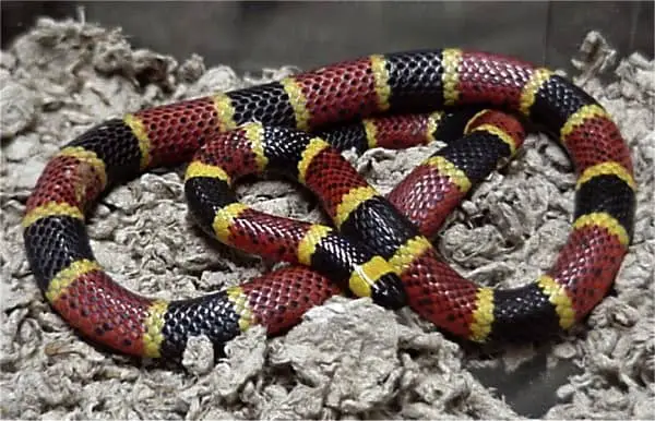 Texas coral snake red yellow black colorful snake in Texas