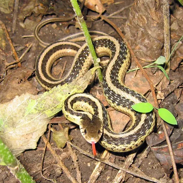 Thamnophis Sirtalis – Common Garter Snake