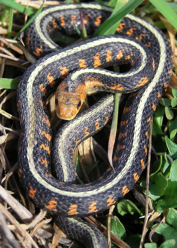 Thamnophis sirtalis common garden snake white, dark orange colors