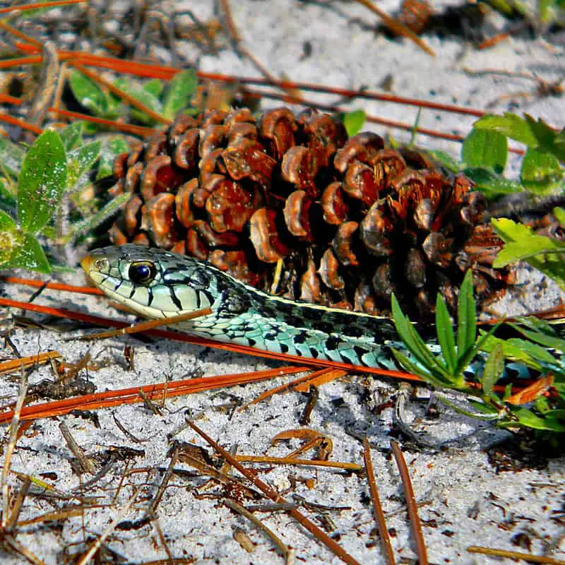 Thamnophis sirtalis similis - Florida garter snake blue striped