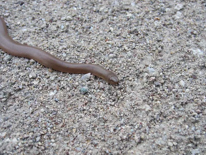 brown rubber boa snake washngton western united states