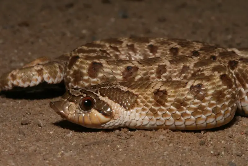 western hognose snake juvenile shows face with hog pointed nose