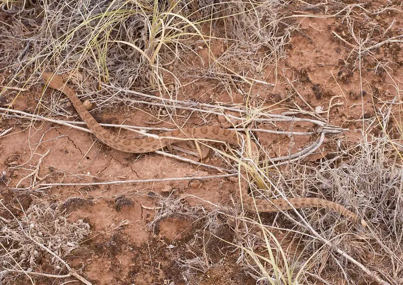 A brown small midget faded or yellow rattlesnake found in Utah