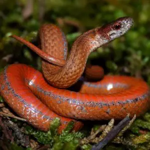 A red-brown redbelly snake found in Missouri