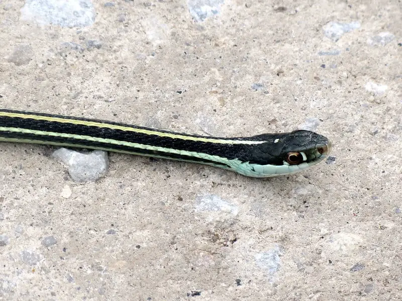 A western ribbon snake in Kansas black snake with yellow and blueish stripes longitudinal lines