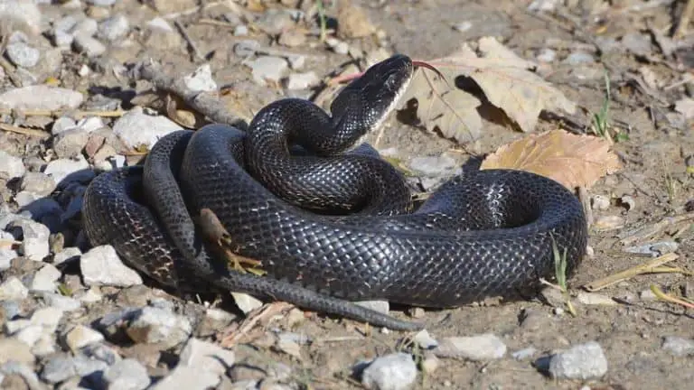 Pantherophis Alleghaniensis - Eastern Rat Snake - USA Snakes