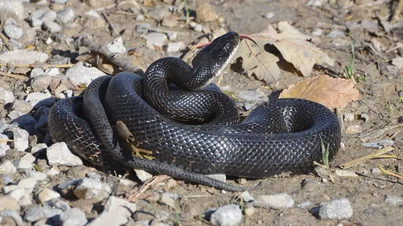 Adult Pantherophis Alleghaniensis - Eastern Rat Snake or black rat snake in the united states