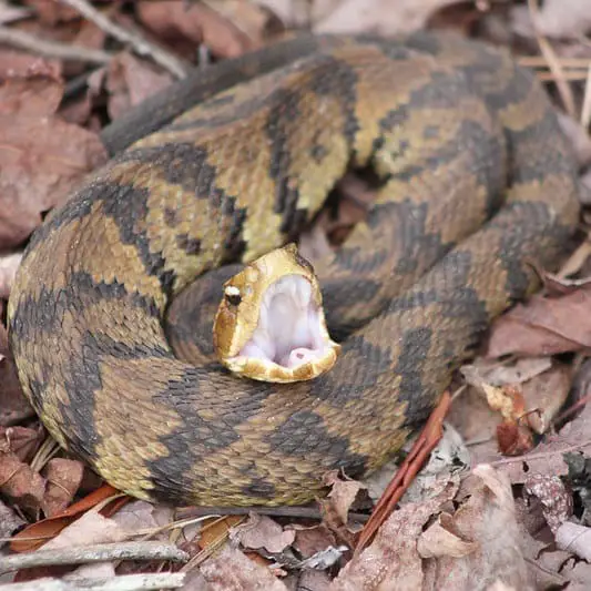 Agkistrodon Piscivorus - Cottonmouth Snake information