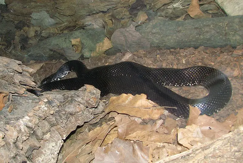 Black Kingsnake lampropeltis nigra