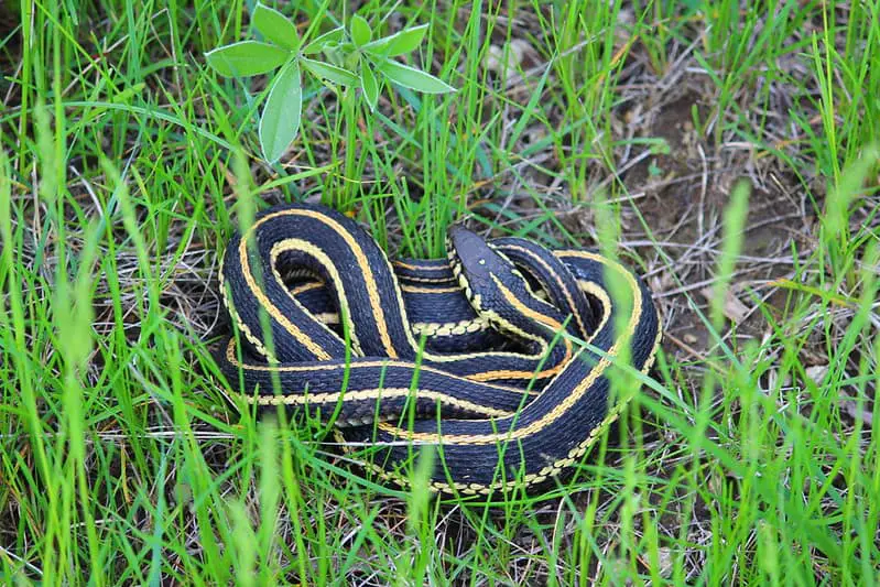 Black and yellow stripes snake in North Dakota is the Plains Garter snake