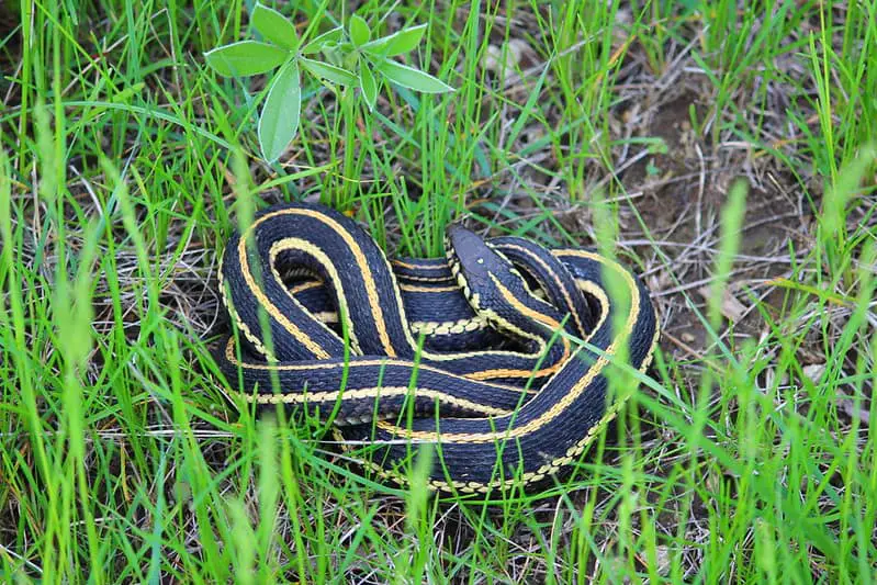 yellow snake with black stripes