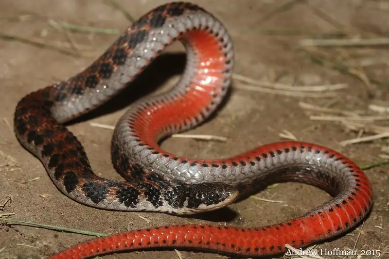 Brown snake with dark black spots and red belly in ohio is the kirtland's snake