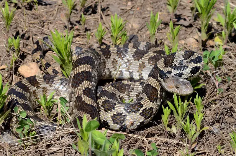 Brown snake with dark black spots in grass western fox snake in Minnesota