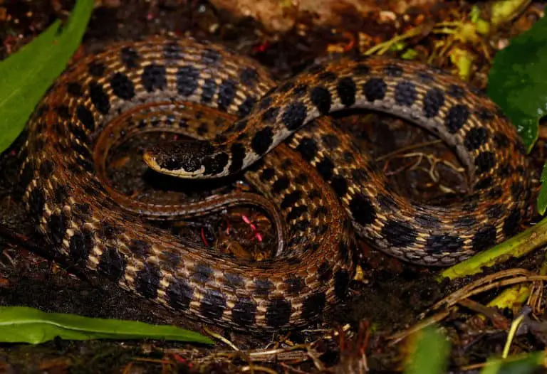 dark brown snake with white stripes