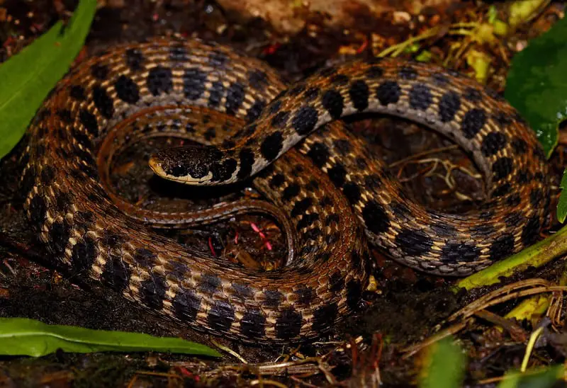 Brown snake with dark spots blotches look like squares in Illinois Kirtland's snake