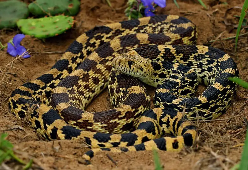 Bullsnake - Pituophis catenifer sayi in forest in illinois