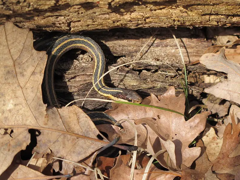 Butler's garter snake in Michigan brown snake with yellow longitudinal stripes