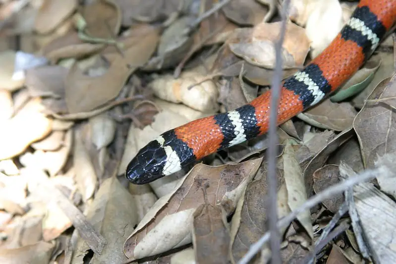 California mountain kingsnakeorange black white or yellow snake similar to coral snake