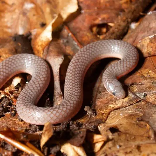 Carphophis Amoenus – Worm Snake
