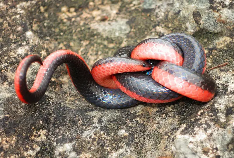 Carphophis Vermis - Western Worm Snake in Missouri black snake with red belly