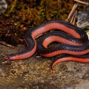 Carphophis Vermis - Western Worm Snake information and overview