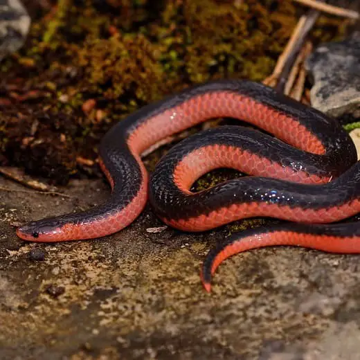 Carphophis Vermis - Western Worm Snake information and overview