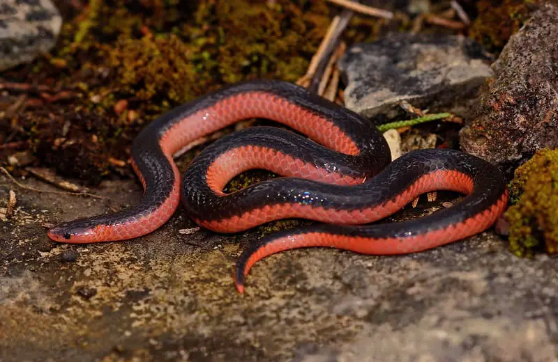 Carphophis Vermis - Western Worm Snake information