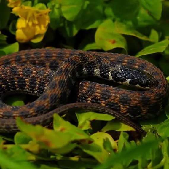Clonophis Kirtlandii – Kirtland’s Snake