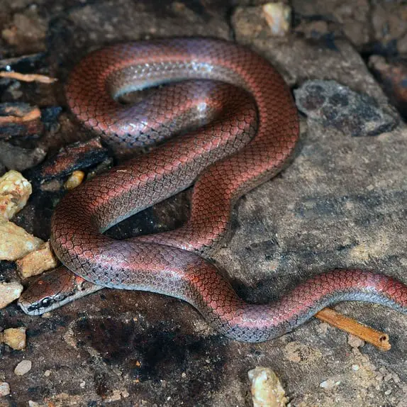Contia Tenuis - Sharp-Tailed Snake in the United States information