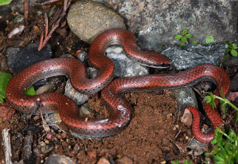 Contia Tenuis - Sharp-Tailed Snake pacific purple grey brown snake in oregon, california and washington