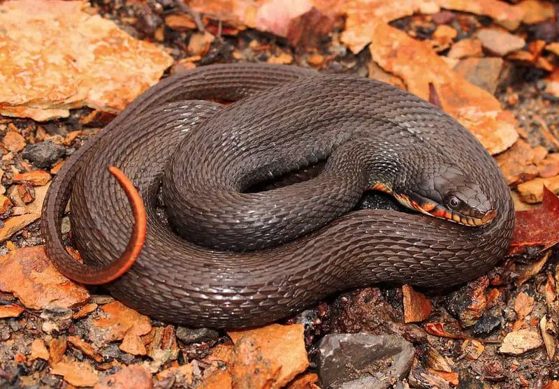 Copper-Bellied Watersnake (Nerodia erythrogaster neglecta) found in Illinois