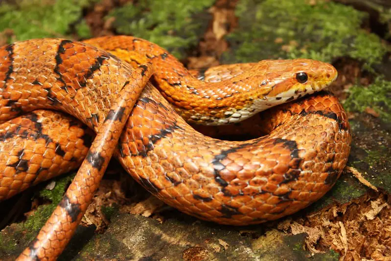 Corn Snake orange brown snake with darker blotches southeastern united states