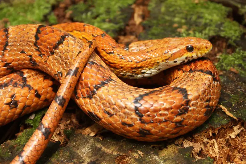 Pantherophis Guttatus Corn Snake USA Snakes