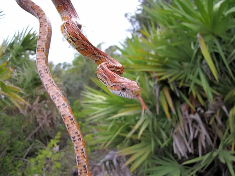 Corn snake found in Florida