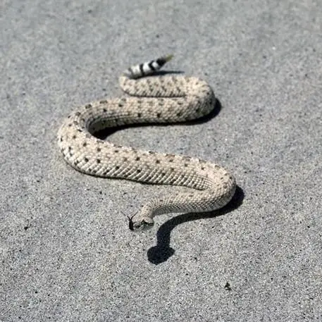 Crotalus Cerastes - Sidewinder Rattlesnake information and overview