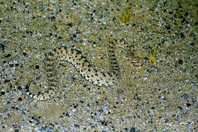 Crotalus Cerastes - Sidewinder Rattlesnake - USA Snakes