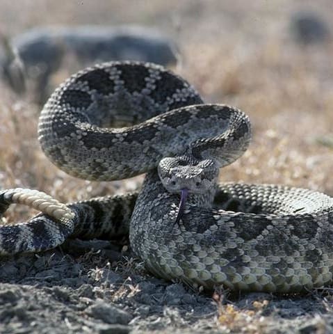 Crotalus Oreganus - Pacific Rattlesnake information