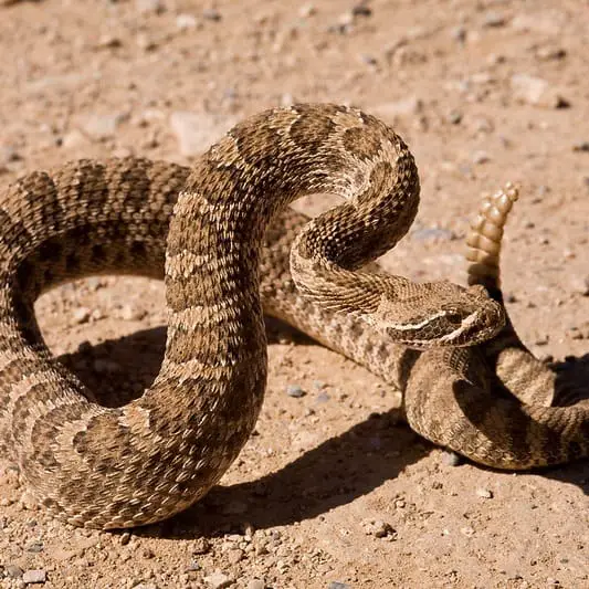 Crotalus Viridis - Western Rattlesnake prairie rattlesnake in Montana