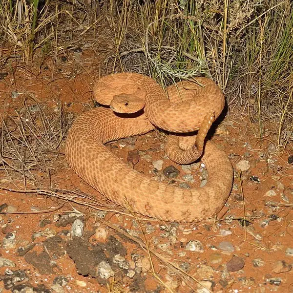 Crotalus Concolor – Midget Faded Rattlesnake