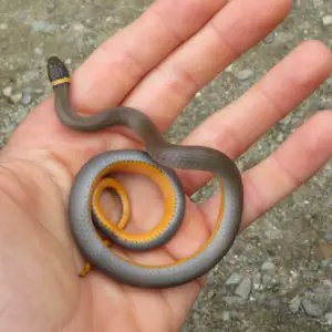 Diadophis Punctatus - Ring-Necked Snake grey brown with yellow belly and yellow ring around its neck