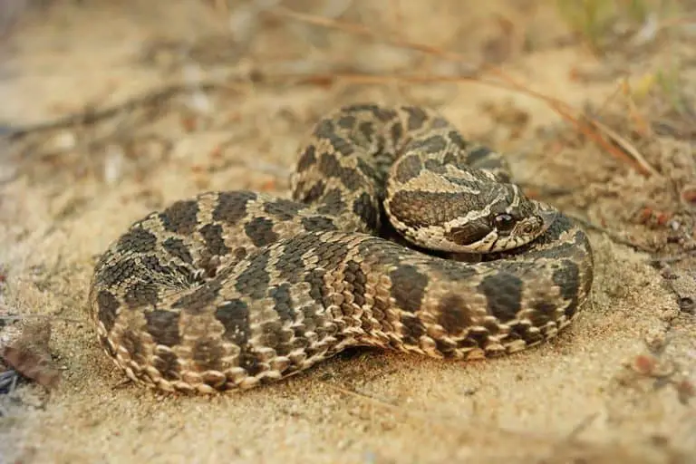 Heterodon Nasicus Western Hognose Snake USA Snakes