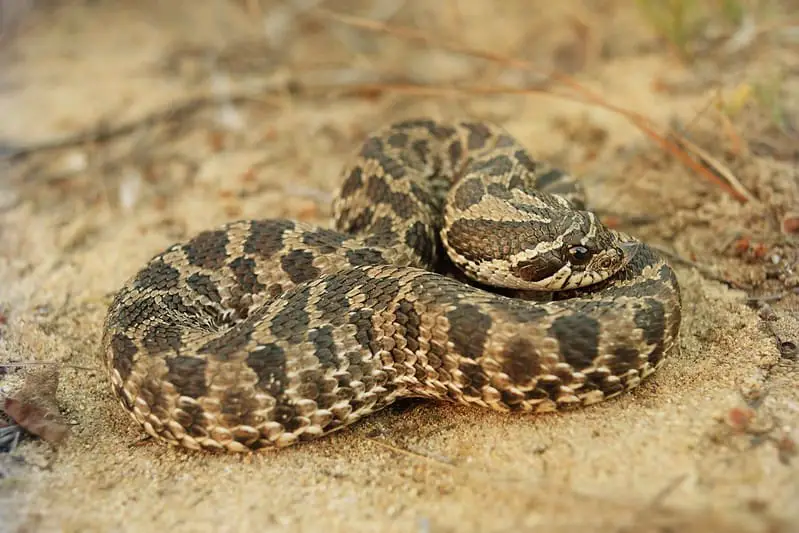 Dusty hognose (Heterodon Nasicus Gloydi) found in Missouri light and dark brown with blotches spots