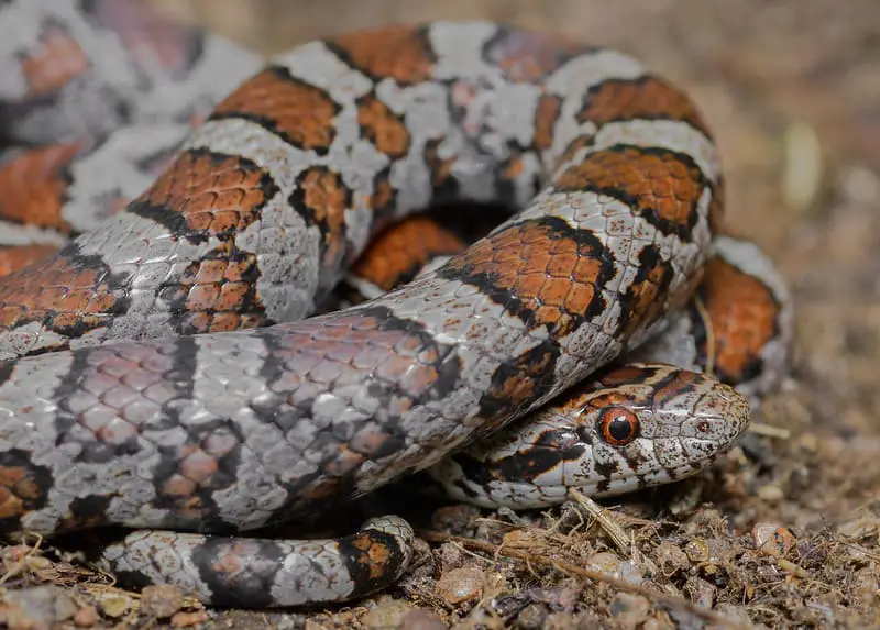 Eastern Milk Snake (Lampropeltis triangulum triangulum) orange white snake