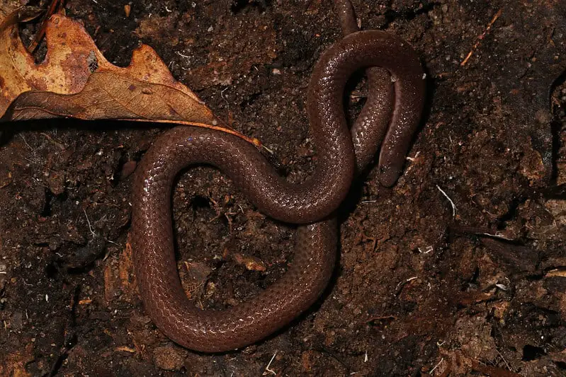 Eastern Worm Snake - Carphophis amoenus amoenus found in Virginia