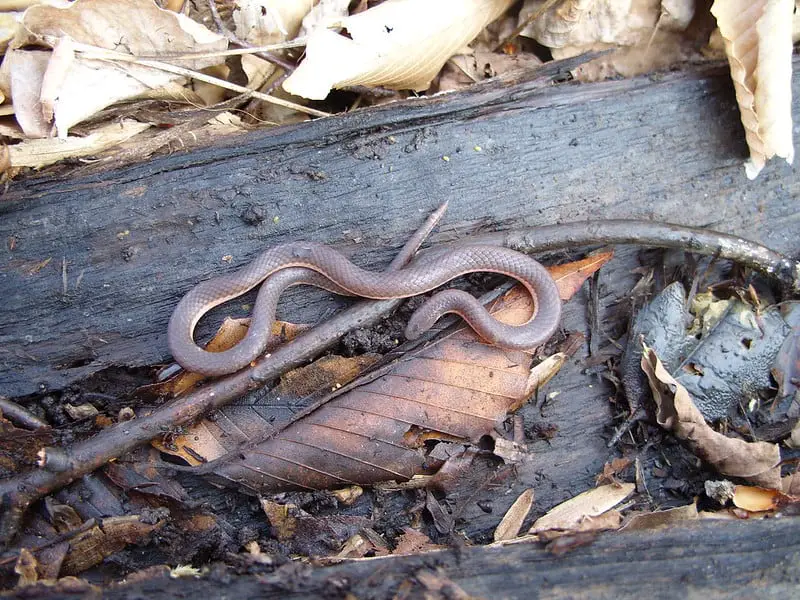 Eastern Worm Snake brown and pink snake small