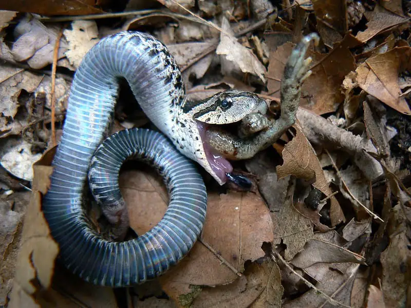 Eastern hognose snake playing dead spitting out toad prey